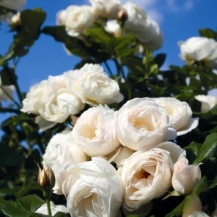 Uetersener Klosterrose Ютерзейн Клостерроуз